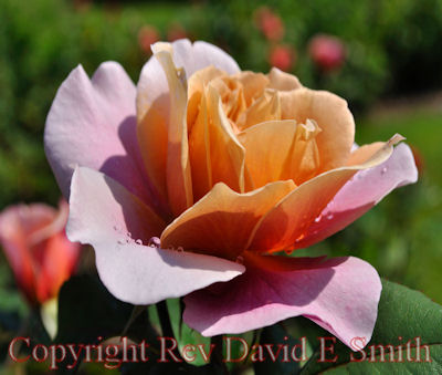 Orange and Pink Rose