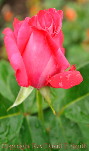 Pink Rosebud Kissed by Rain