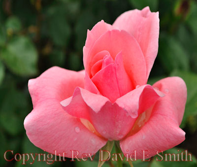 Tri-Shaped Pink Rose