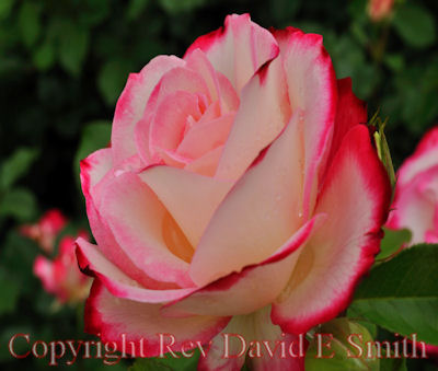 Predominately White Cherry Parfait Rose