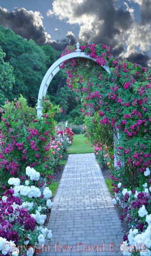Rose Garden Arch on a Stormy Day