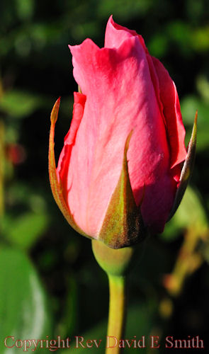 Lone Pink Rosebud