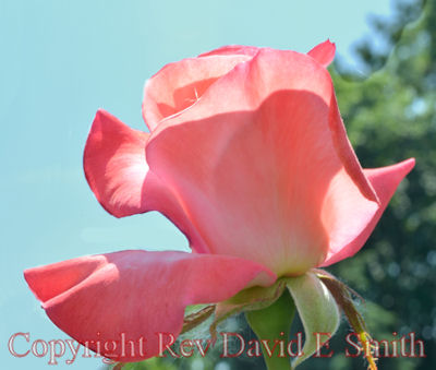 Pink Rose Against Blue Sky