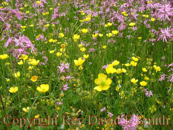 Buttercups and Blazing Star