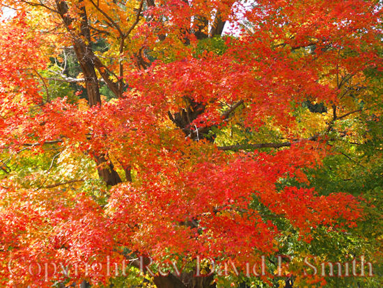 Aflame with Fall Color