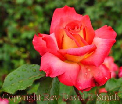 Love and Peace Hybrid Tea Rose