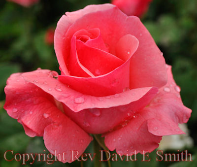 Pink Rose Receives Needed Rain