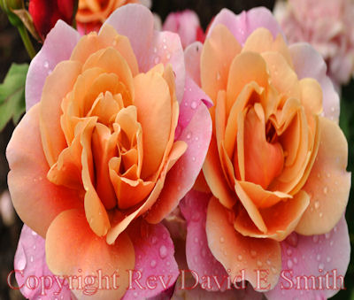 Twin Orange and Pink Roses