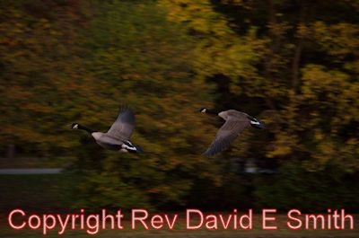 Pair of Canadian Geese in Flight