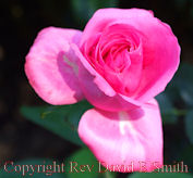 Dreamy Pink Rose