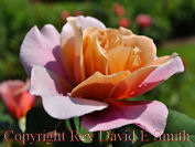 Orange and Pink Rose
