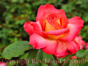 Love and Peace Hybrid Tea Rose
