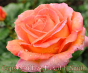 About Face Grandiflora Rose