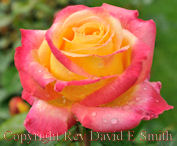 Love and Peace Hybrid Tea Rose in Full Bloom