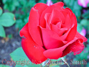 Red Rose Splendor