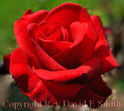 Red Rose Perfection