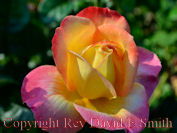 Rose Garden Perfection