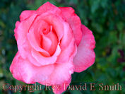 Pink Beauty Rose