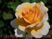 Sunlit Yellow Rose