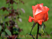Lone Pink Rose
