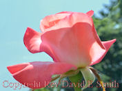 Pink Rose Against Blue Sky
