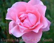 Blossoming Pink Rose