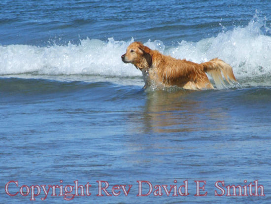 Retriever Enjoys Day at the Beach